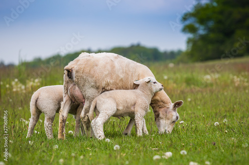 Texel ewe  female sheep  with newborn twin lambs in lush green meadow in Spring Time.