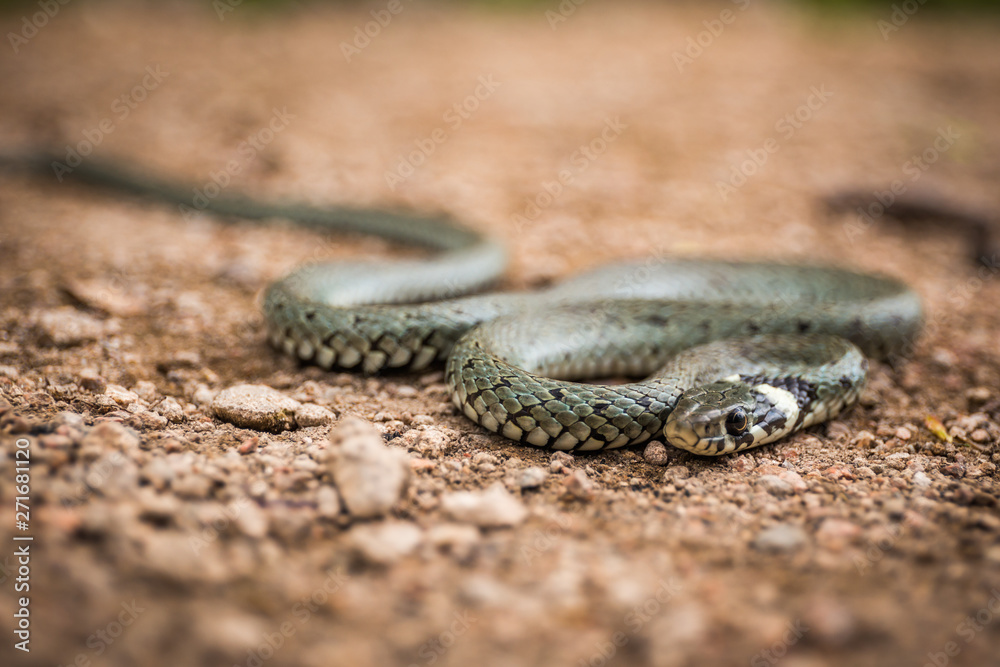 Masculine reptile or grass snake, Natrix natrix Masculine reptile or grass snake, Natrix natrix
