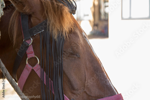 cavallo assonnato con gli occhi chiusi photo