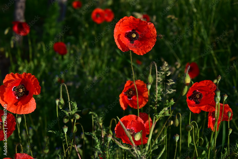 roter wilder mohn auf dem feld leuchtet im sonnenlicht