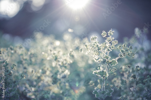 Summer background. Beautiful bokeh on the background  the rays of the sun. Blue green background. Summer mood.