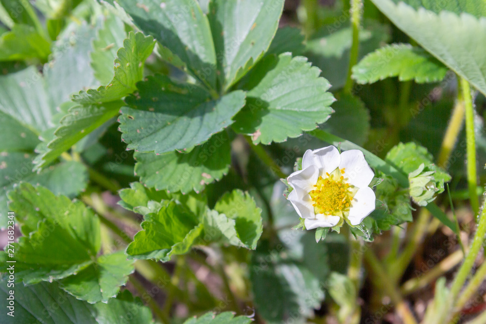 Strawberries bloom in the garden in early summer Strawberries bloom in the garden in early summer