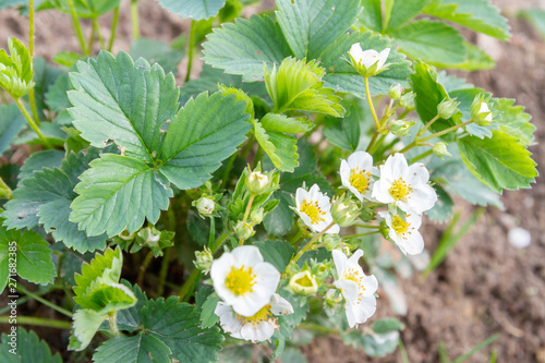 Strawberries bloom in the garden in early summer