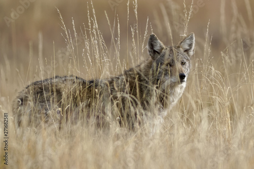 Profile of a Wild Coyote in a Field of Grass - Rocky Mountain Arsenal National Wildlife Refuge