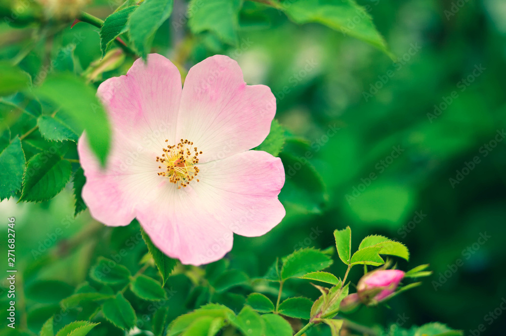 Fototapeta premium Dog rose (wild rose) flower blooming