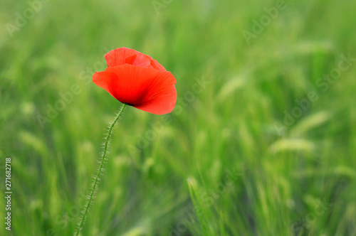 Close up of red poppy in a field
