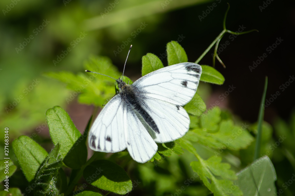Green-veined White butterfly on greenery Green-veined White butterfly on greenery