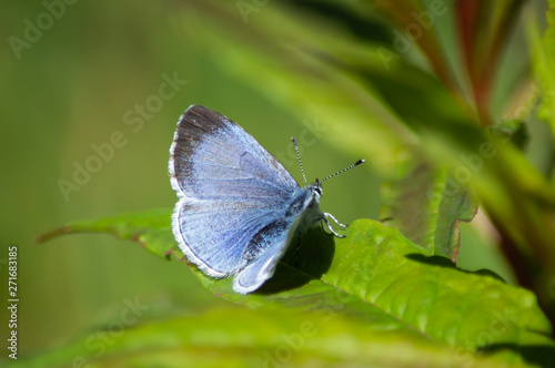 Holly Blue butterfly with its wings open