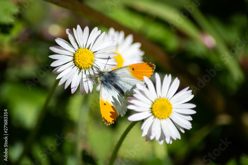 Fototapeta Naklejka Na Ścianę i Meble -  Orange-tip butterfly male between daisies