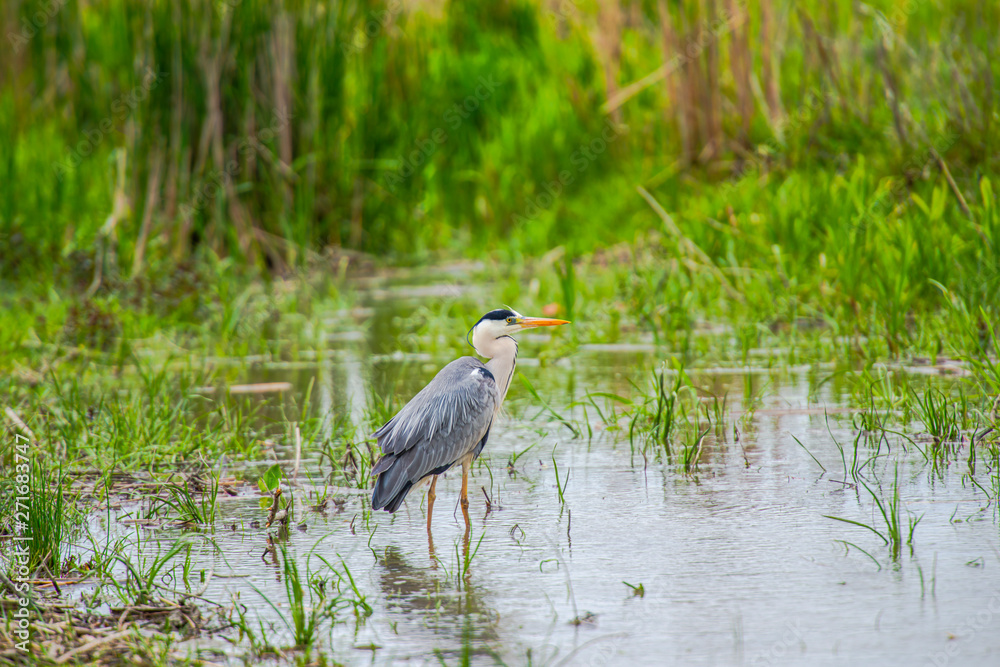 Naklejka premium Grey Heron in Delta Danube