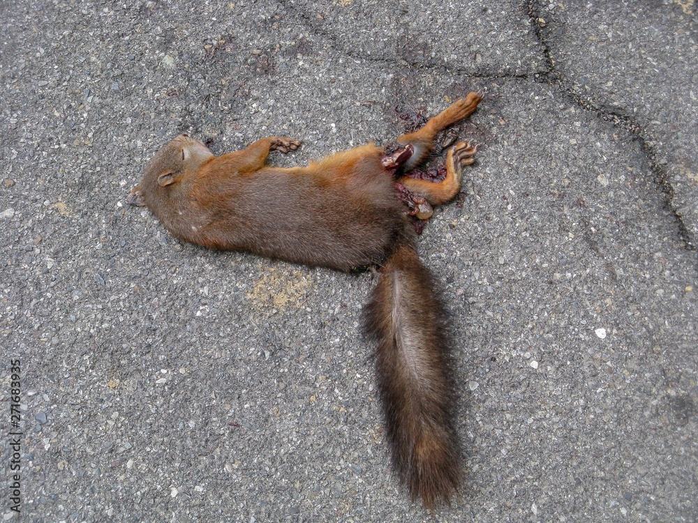 squirrel with crushed body Stock Photo | Adobe Stock