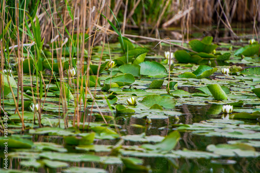 Danube Delta landscape ion the springtimer Danube Delta landscape ion the springtimer
