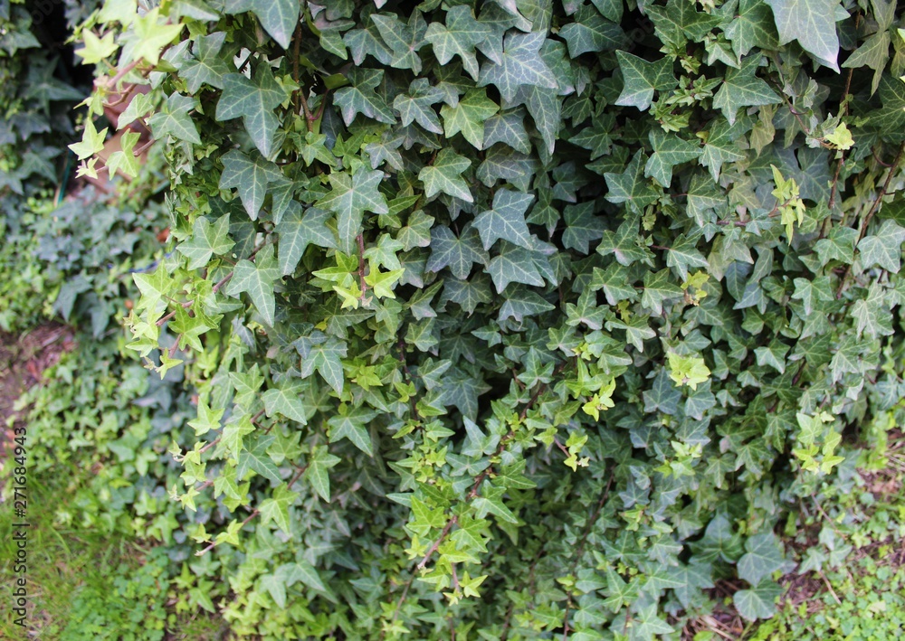 green star plants green star plants