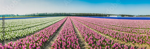 Panorama of a hyacinth field under a blue sky in the Netherlands