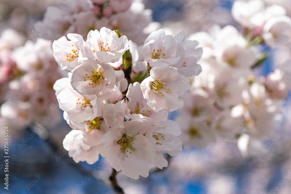 Small white spring flowers bloom on a warm and gentle spring day, against a beautiful blue sky