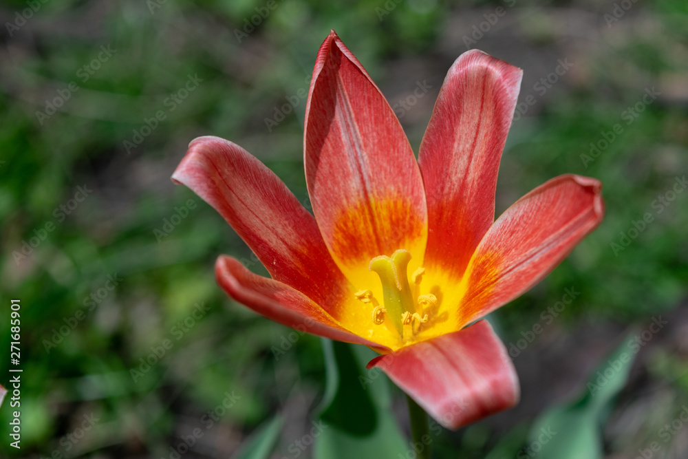 A beautiful red and yellow lily blooms among lush green grass on a warm day in early spring A beautiful red and yellow lily blooms among lush green grass on a warm day in early spring