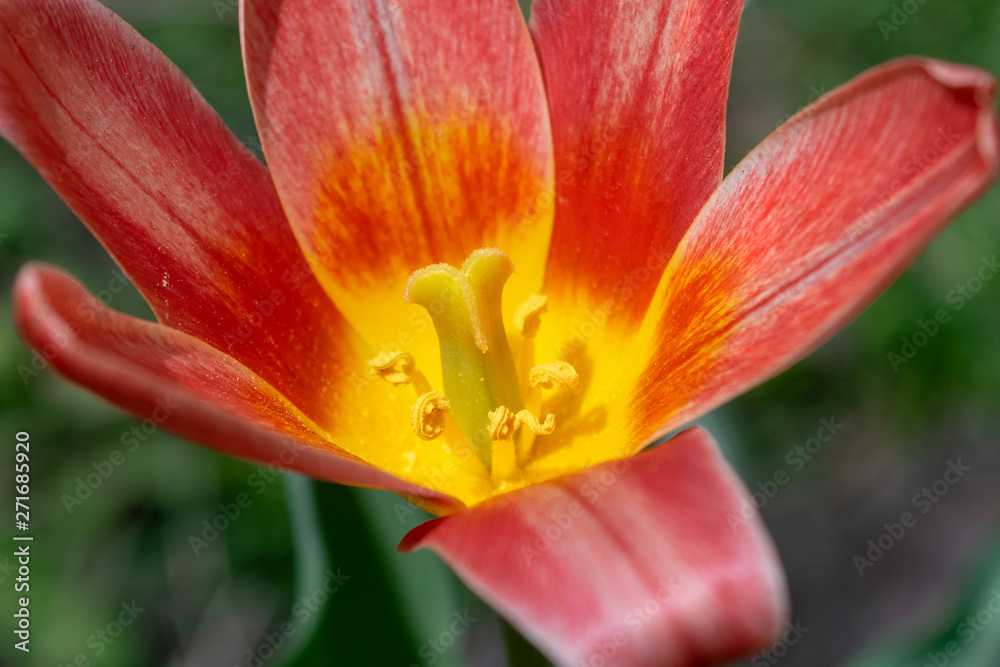 A beautiful red and yellow lily blooms among lush green grass on a warm day in early spring