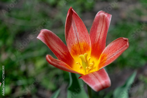 A beautiful red and yellow lily blooms among lush green grass on a warm day in early spring
