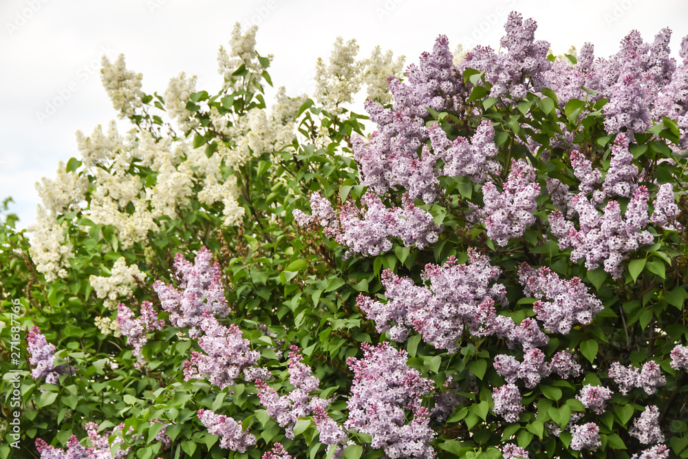 Obraz premium blooming purple and white clusters flowers wisteria lilac spring