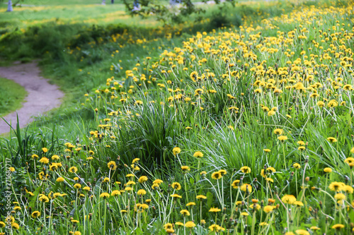 field of yellow dandelions green meadow grass and road