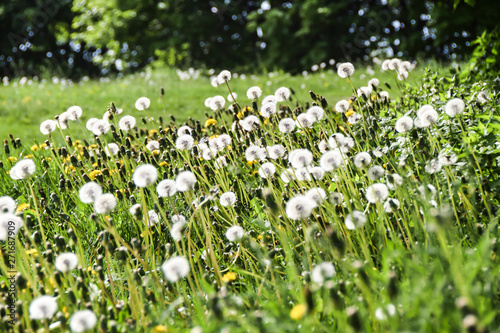 Field of white fluffy dandelions green meadow
