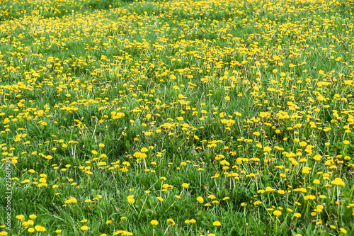field of yellow dandelions green meadow grass