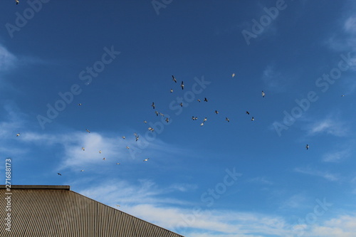 flying birds
