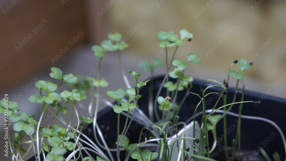 seedling