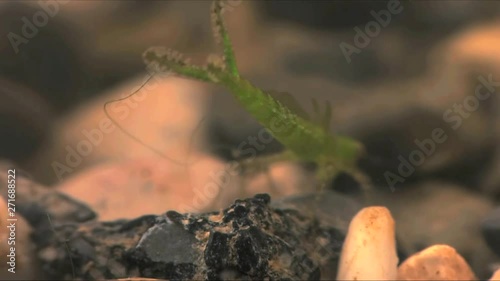 Damselfly larvae captures mosquito larvae 1142 2