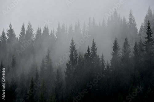 Rain Squall in forest with soft silhouette of trees creating a duo tone image, North Central Oregon 