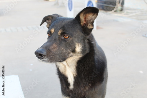 alert dog