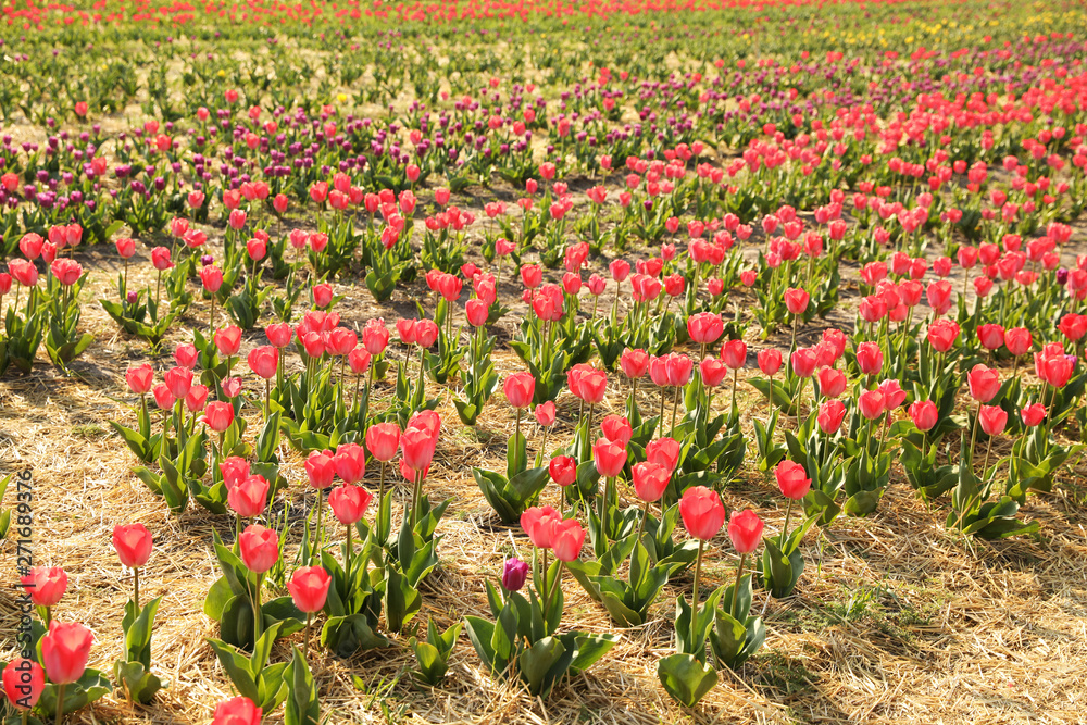Field with fresh beautiful tulips. Blooming spring flowers