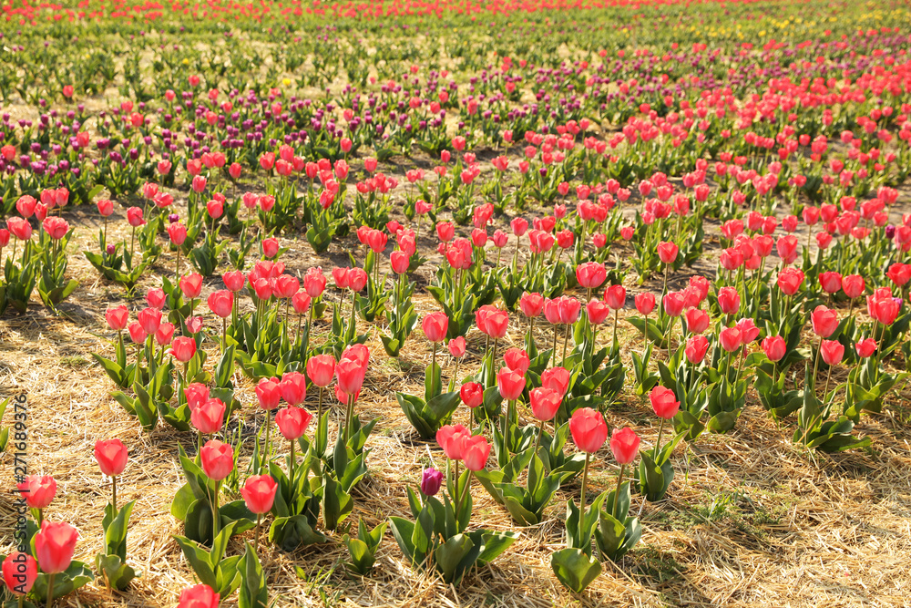 Field with fresh beautiful tulips. Blooming spring flowers Field with fresh beautiful tulips. Blooming spring flowers