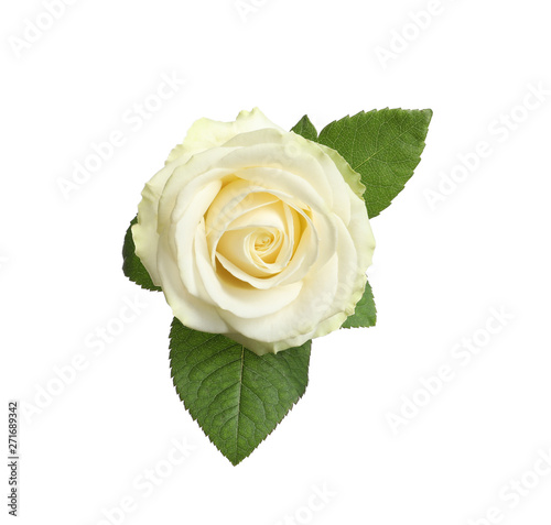 Beautiful blooming rose on white background  top view