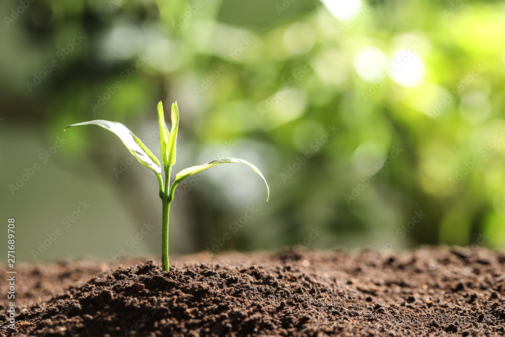 Fototapeta premium Young plant in fertile soil on blurred background, space for text. Gardening time