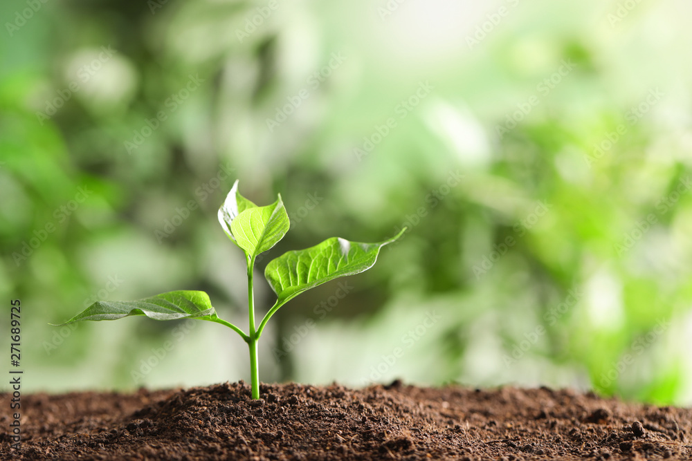 Fototapeta premium Young plant in fertile soil on blurred background, space for text. Gardening time