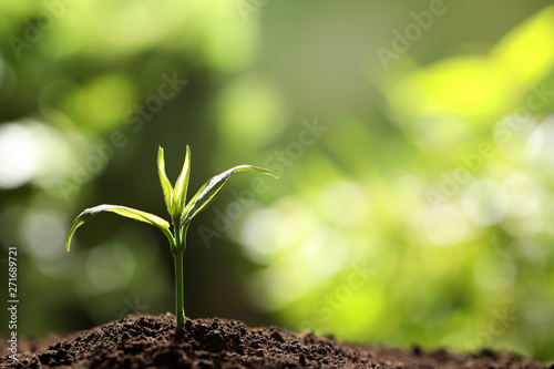Young seedling in soil on blurred background, space for text