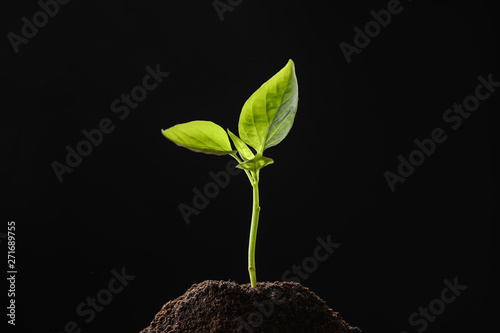 Young seedling in soil on black background, space for text