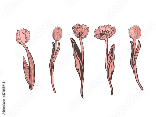 Realistic vector tulips set. Not trace. The blank for your design. Pink tulips flowers on white background.