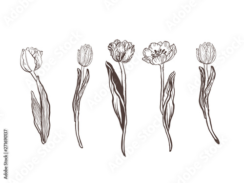 Collection of hand drawn graphic tulips. Floral clip art elements. Branches, leaves and buds. Vector set of beautiful silhouettes flowers tulips. Ink illustration isolated on white background.