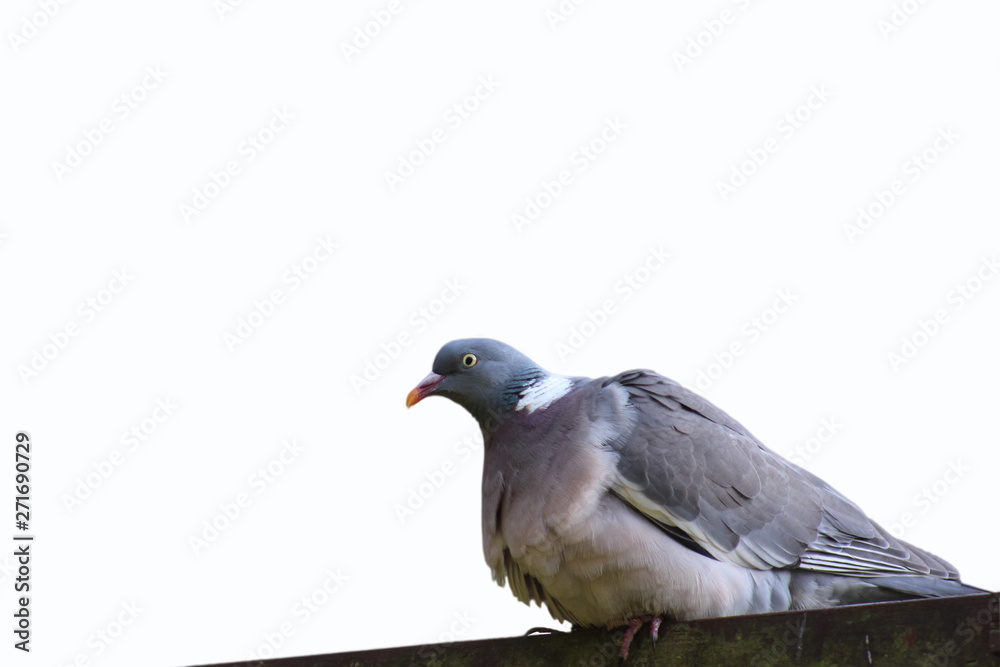 Closeup grey pigeon or city dove isolated on white background Closeup grey pigeon or city dove isolated on white background