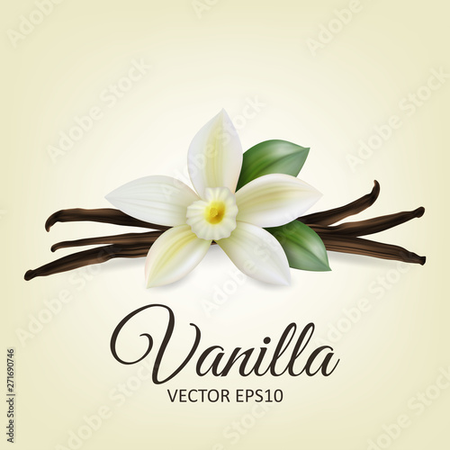 Vector 3d Realistic Composition with Sweet Scented Fresh Vanilla Flower with Dried Seed Pods and Leaves Set Closeup Isolated on White Background. Distinctive Flavoring, Culinary Concept. Front View