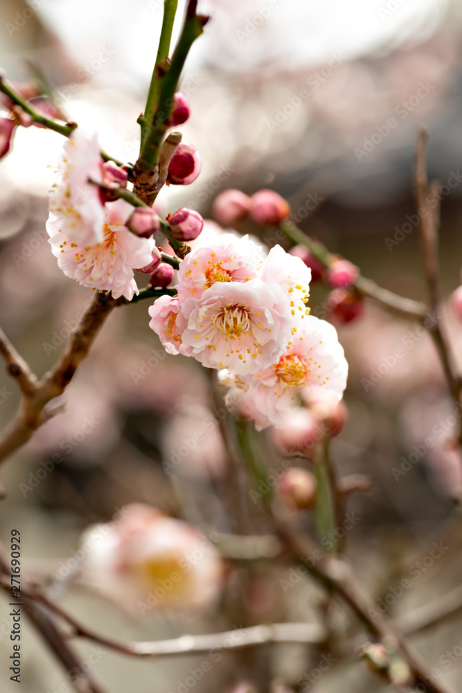 Plum blossoms in full bloom in Japan Plum blossoms in full bloom in Japan