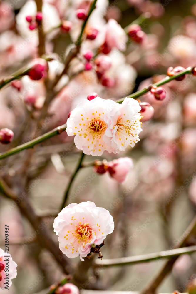 Plum blossoms in full bloom in Japan Plum blossoms in full bloom in Japan