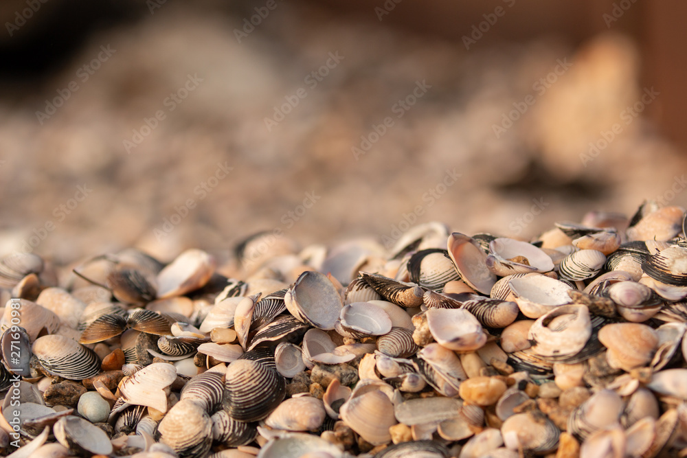 wall of shells