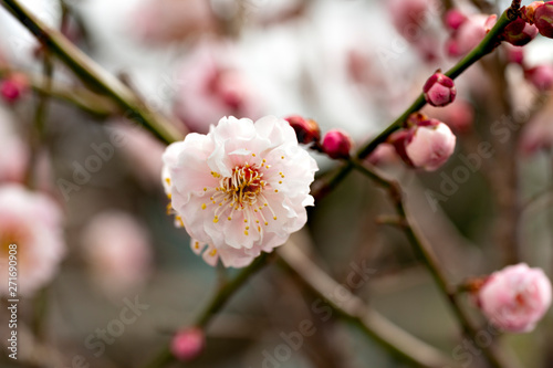 Plum blossoms in full bloom in Japan