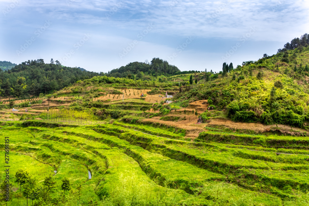 Green terraced rice fields in Zhangjiajie National Forest Park. Zhangjiajie, Hunan, China