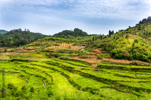 Green terraced rice fields in Zhangjiajie National Forest Park. Zhangjiajie, Hunan, China © Dawid