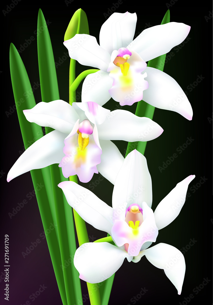Naklejka premium Beautiful white cymbidium orchids isolated on a dark background.