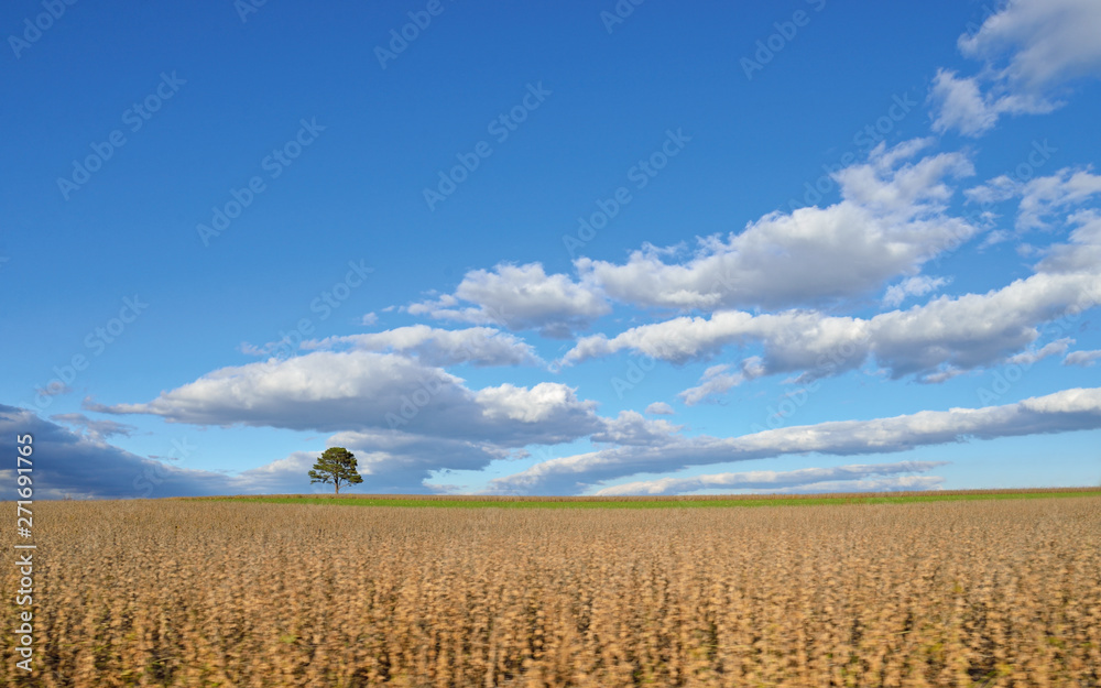 Obraz premium Lone tree in a field